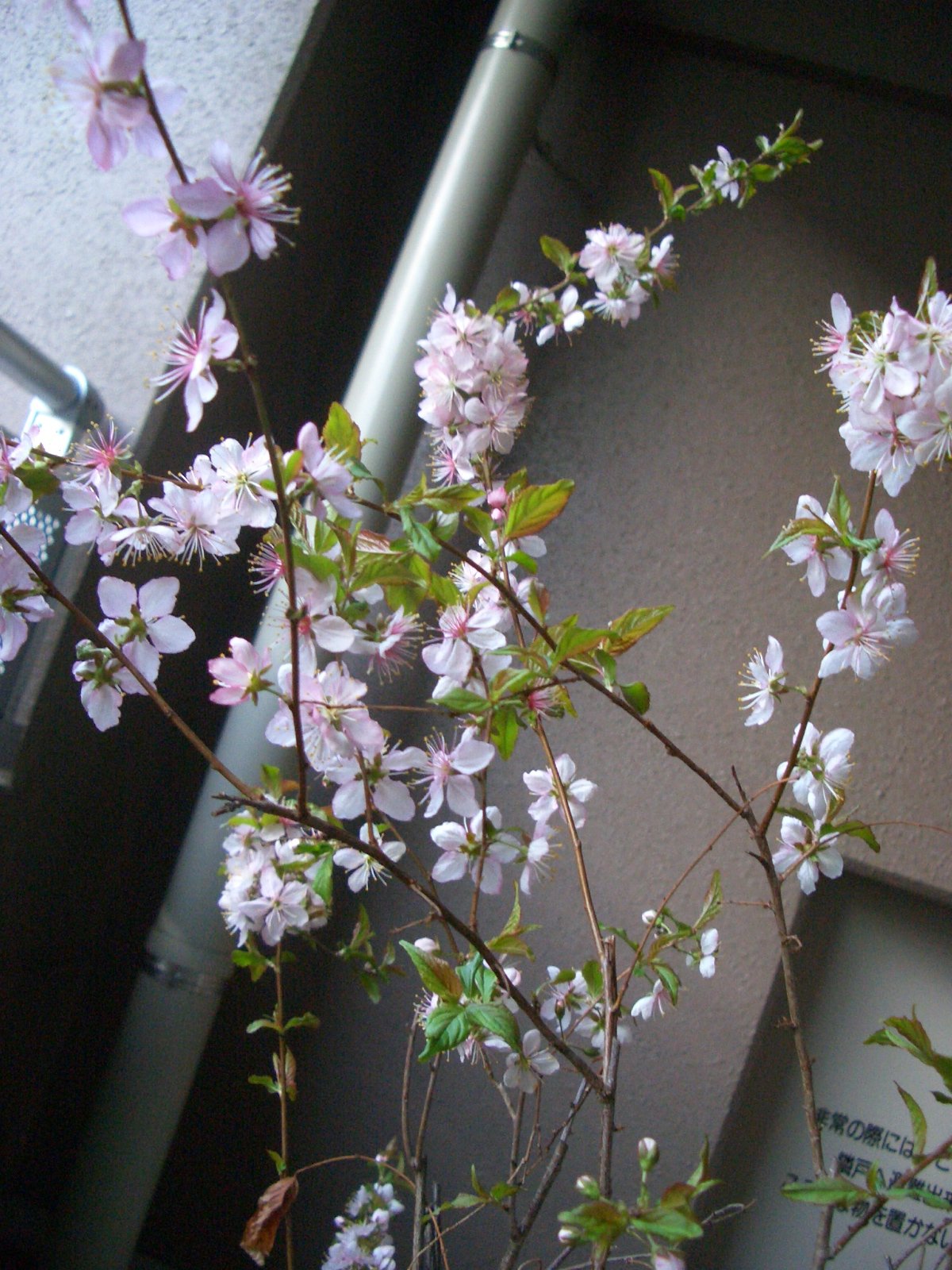 http://www.shintoko.jp/engblog/archives/images/2007/03/070310_kogomesakura03.jpg