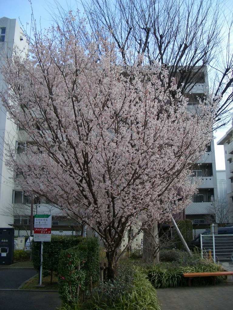 http://www.shintoko.jp/engblog/archives/images/2007/03/070322_higansakura01.jpg