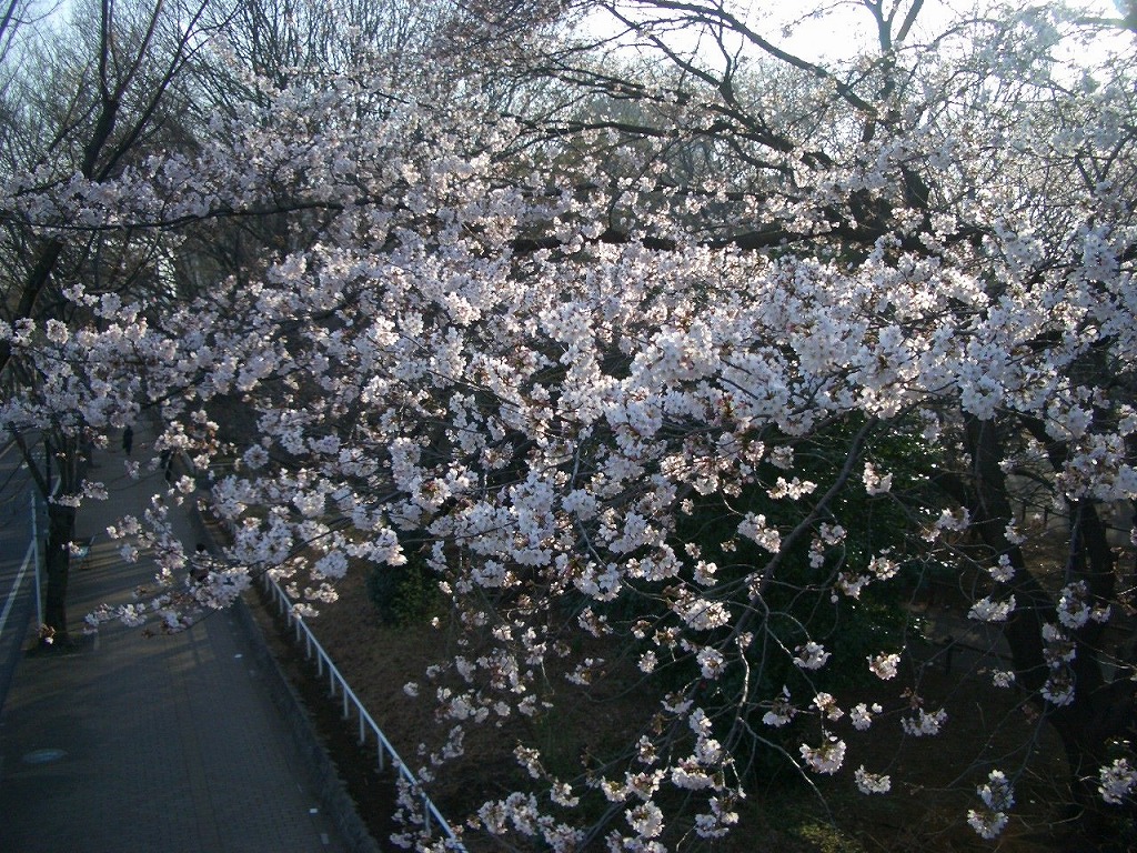 http://www.shintoko.jp/engblog/archives/images/2007/03/070329_tokorozawa02.jpg