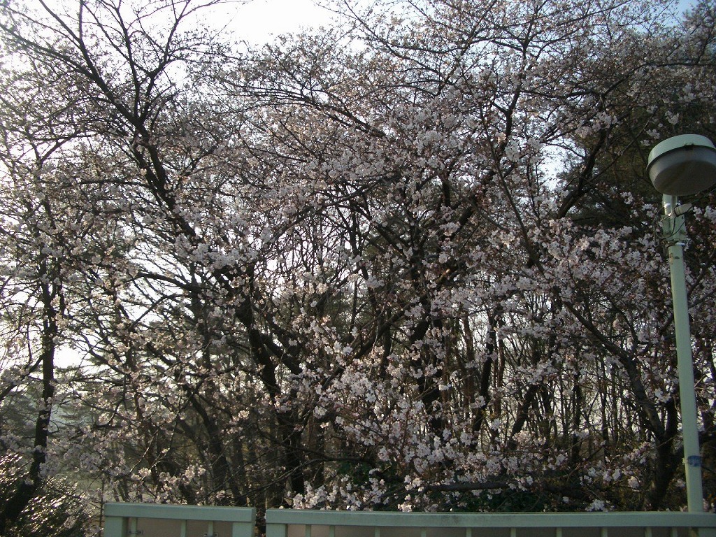 http://www.shintoko.jp/engblog/archives/images/2007/03/070329_tokorozawa03.jpg