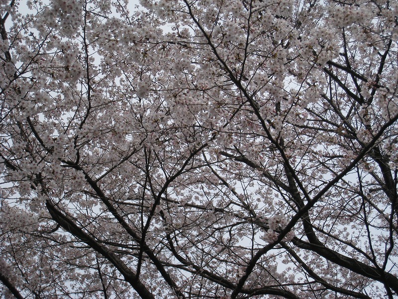 http://www.shintoko.jp/engblog/archives/images/2009/04/090404_blossamviewing_1539.jpg