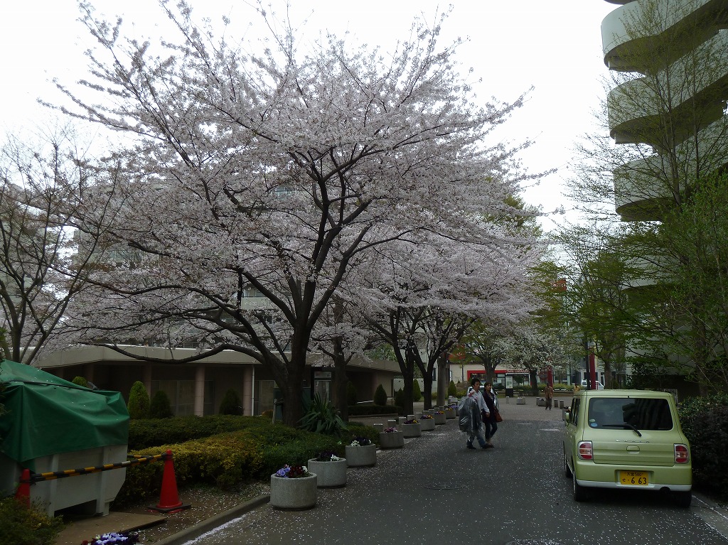 http://www.shintoko.jp/engblog/archives/images/2011/04/110409_sakura129.jpg