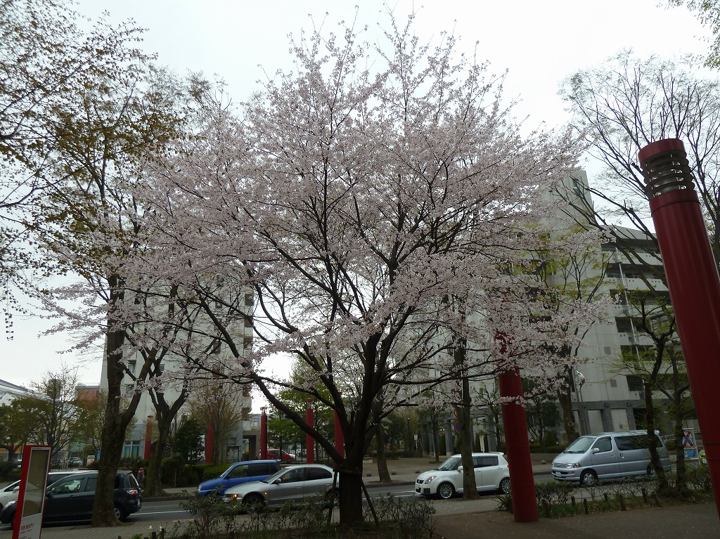 http://www.shintoko.jp/engblog/archives/images/2011/04/110409_sakura135.jpg