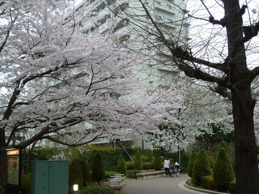 http://www.shintoko.jp/engblog/archives/images/2011/04/110409_sakura160.jpg