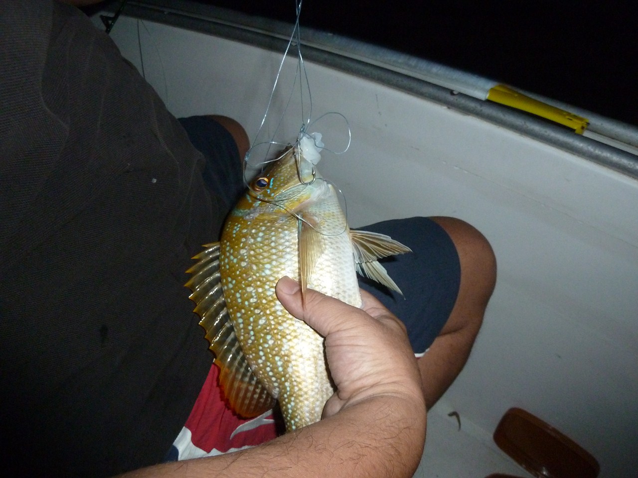 http://www.shintoko.jp/engblog/archives/images/2011/10/111028_qatarfishing930.jpg