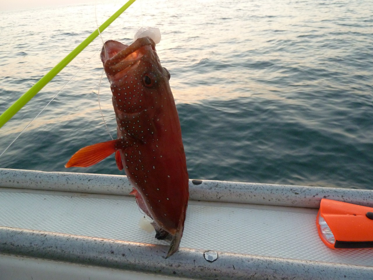 http://www.shintoko.jp/engblog/archives/images/2011/10/111028_qatarfishing941.jpg