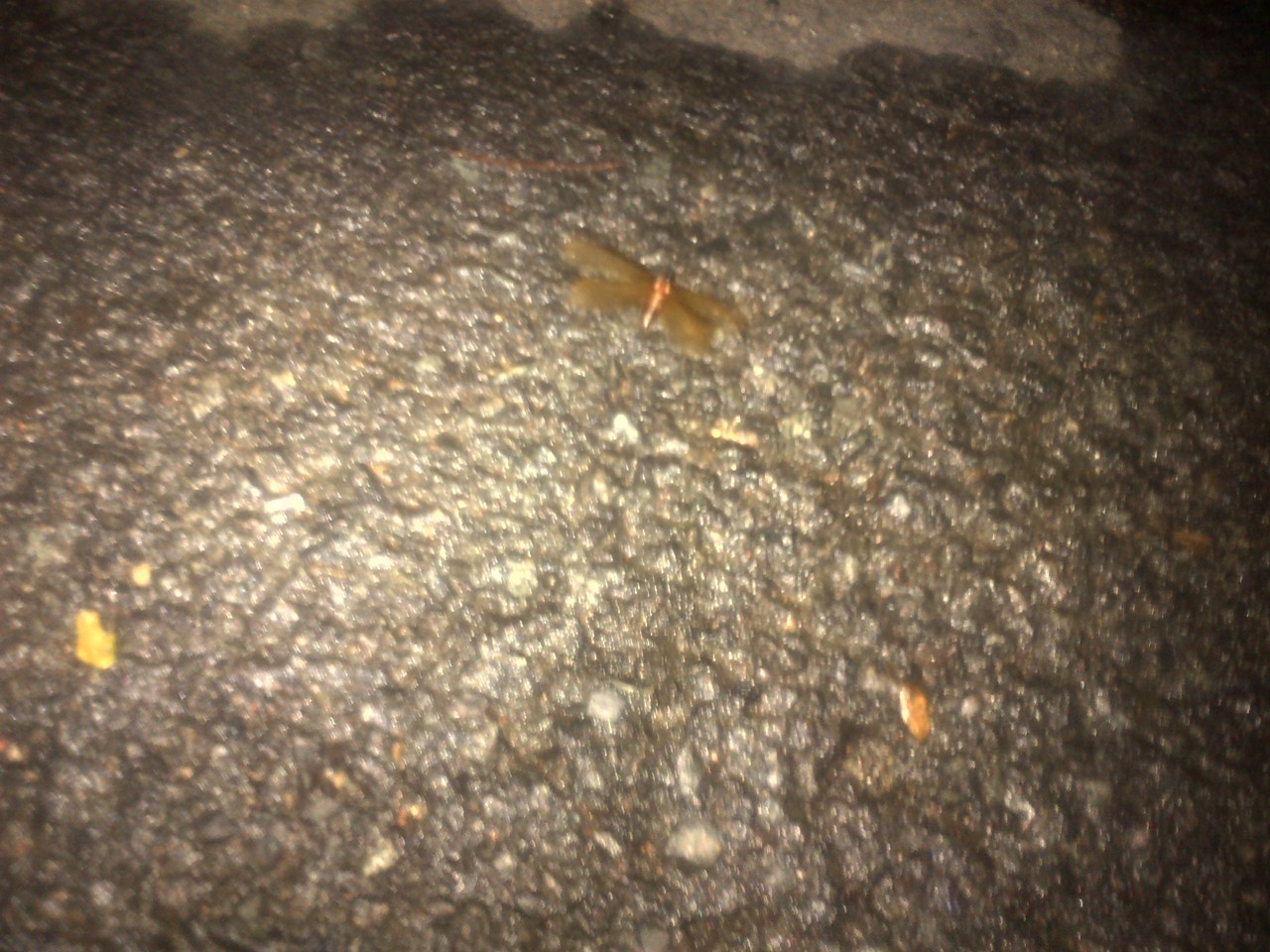 http://www.shintoko.jp/engblog/archives/images/2012/11/121113_bugs13-00734.jpg