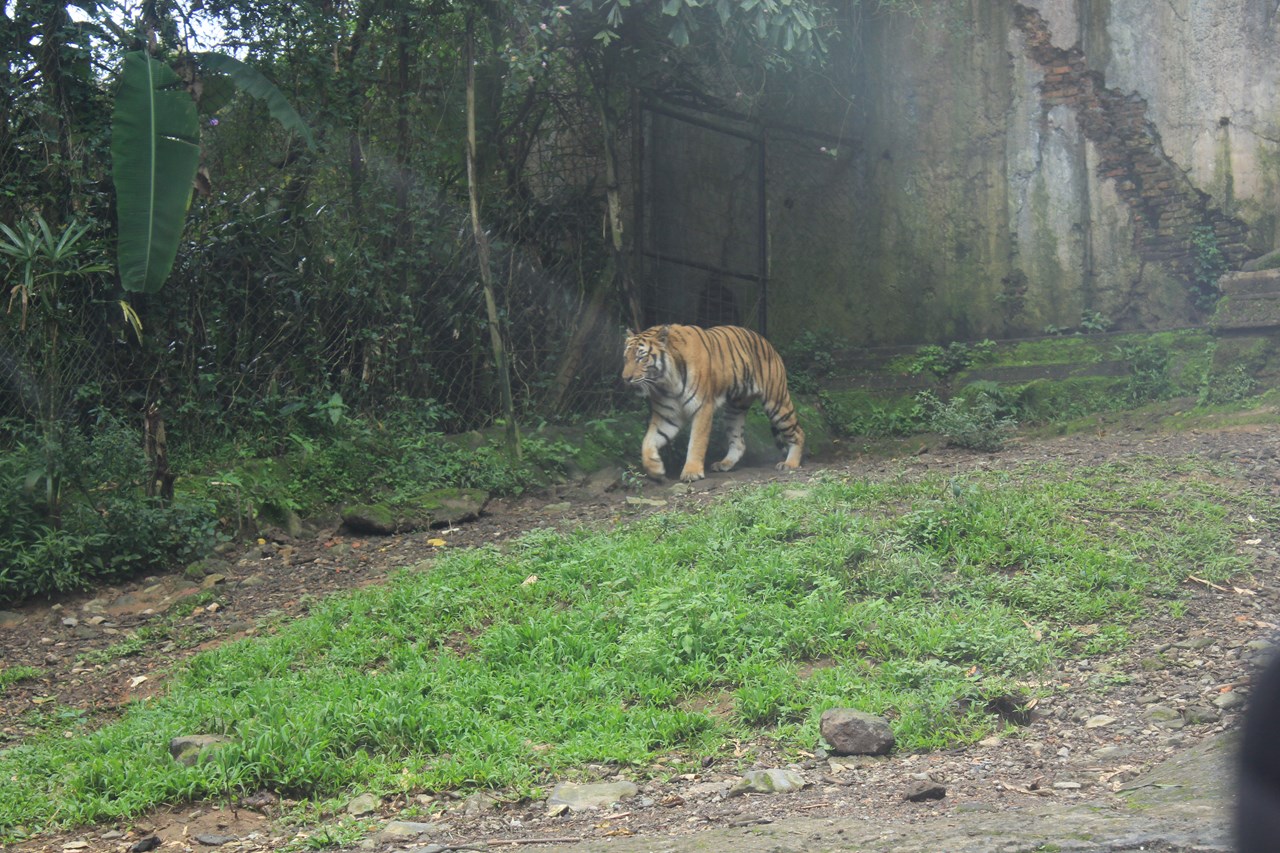 http://www.shintoko.jp/engblog/archives/images/2013/04/130413_bogortamansafari3912.jpg