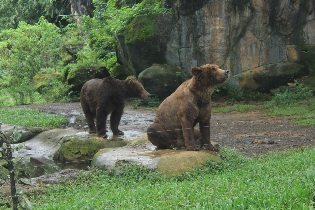 http://www.shintoko.jp/engblog/archives/images/2013/04/130413_bogortamansafari3930.jpg