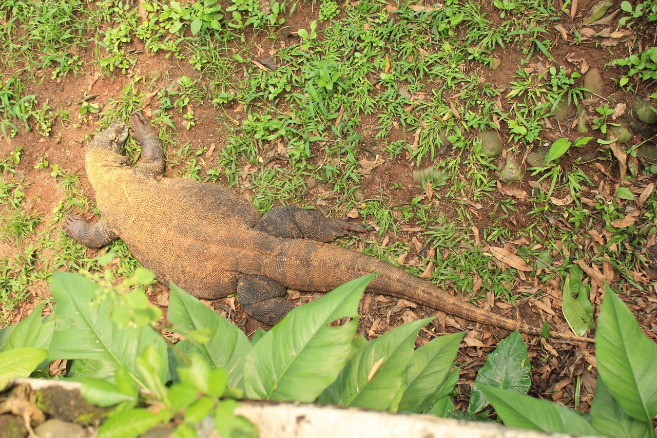 http://www.shintoko.jp/engblog/archives/images/2013/05/130511_ragunan4260.jpg