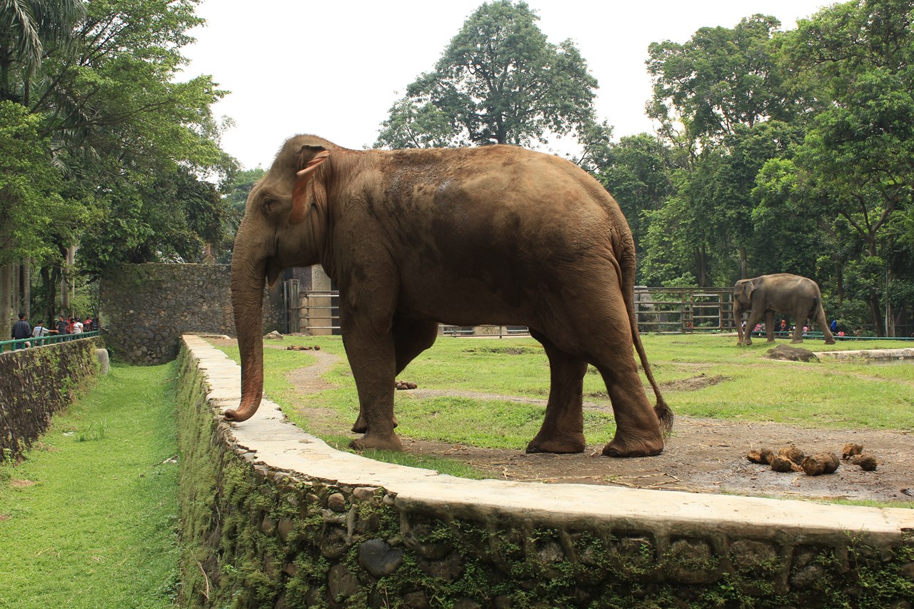 http://www.shintoko.jp/engblog/archives/images/2013/05/130511_ragunan4267.jpg