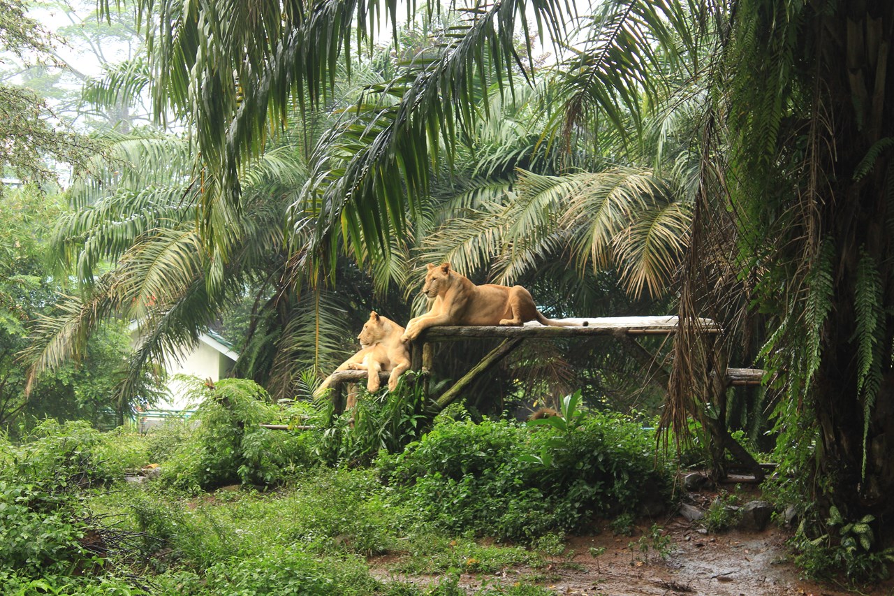 http://www.shintoko.jp/engblog/archives/images/2013/05/130511_ragunan4308.jpg