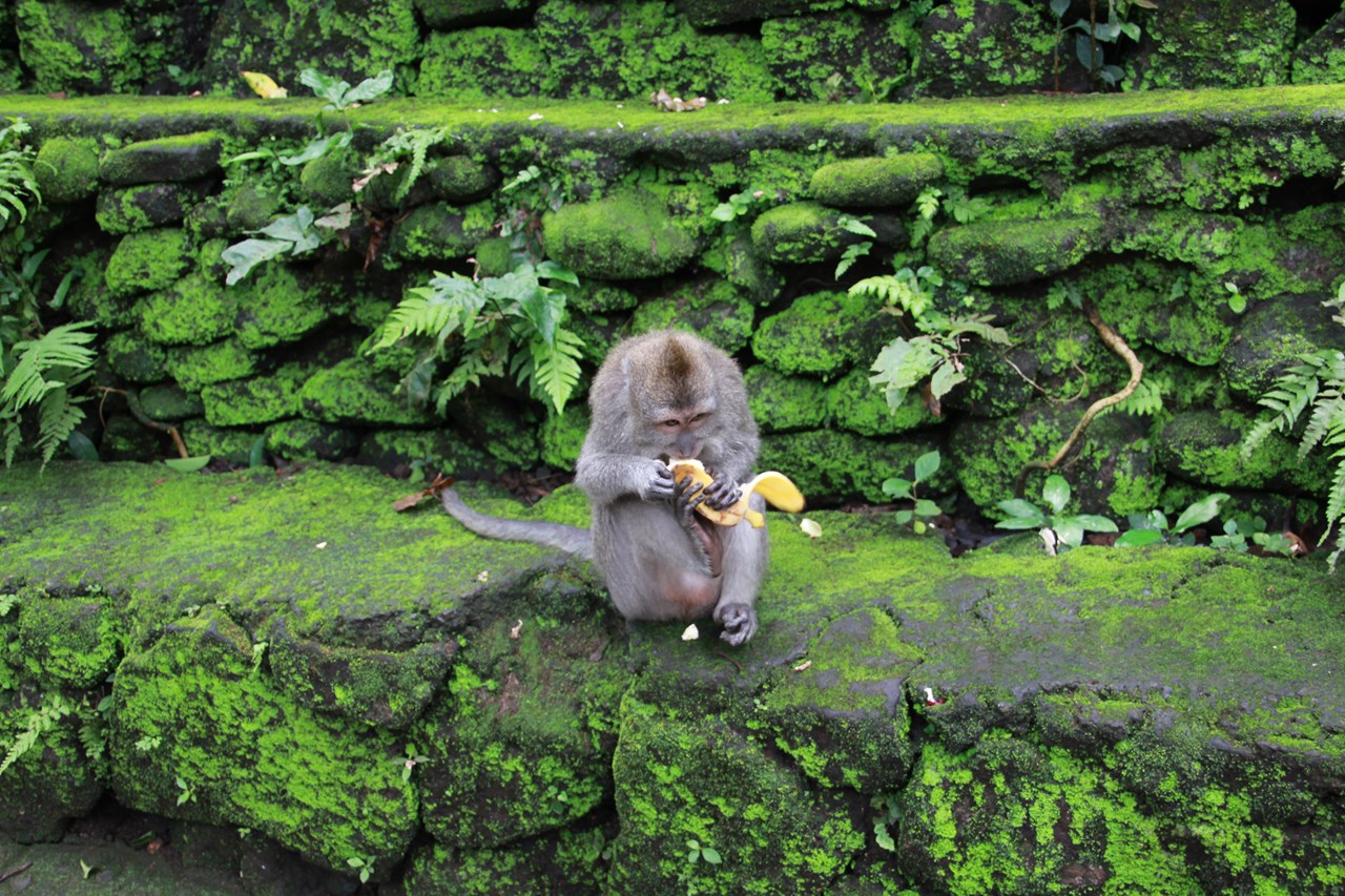 http://www.shintoko.jp/engblog/archives/images/2013/12/131225_monkeyforest6257.jpg