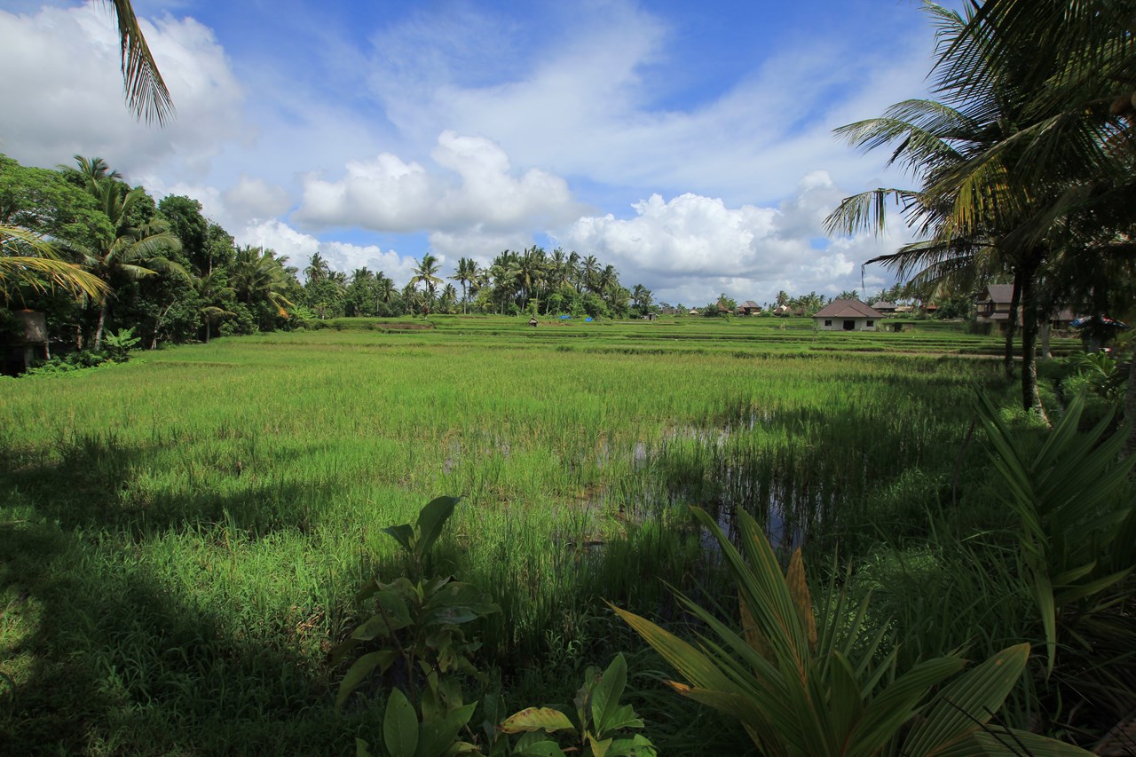 http://www.shintoko.jp/engblog/archives/images/2013/12/131226_ubudtrekking6531.jpg