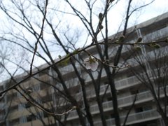 070310_kogomesakura01.jpg