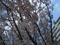 070322_higansakura02.jpg