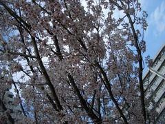 070322_higansakura02.jpg