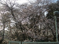 070329_tokorozawa03.jpg