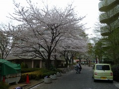 110409_sakura129.jpg