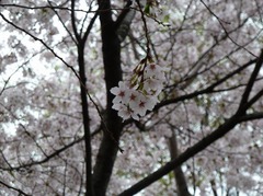 110409_sakura133.jpg