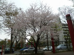 110409_sakura135.jpg