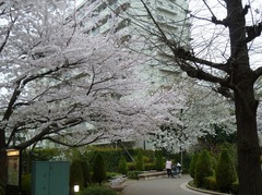 110409_sakura160.jpg