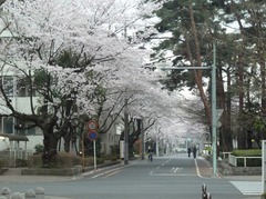 110409_sakura163.jpg