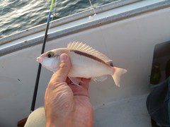 111028_qatarfishing943.jpg