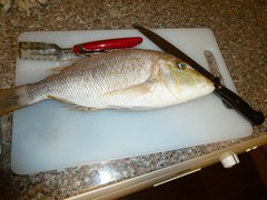 111028_qatarfishing962.jpg