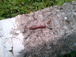 巨大ムカデの子ども発見 リパン カキスリブ ところによりエンジニア
