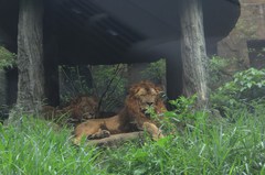 130413_bogortamansafari3907.jpg