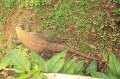 130511_ragunan4260.jpg