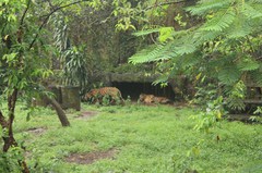 130511_ragunan4311.jpg