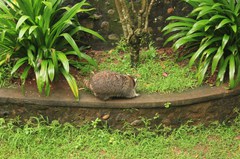 130511_ragunan4322.jpg