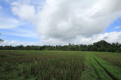 131226_ubudtrekking6451.jpg