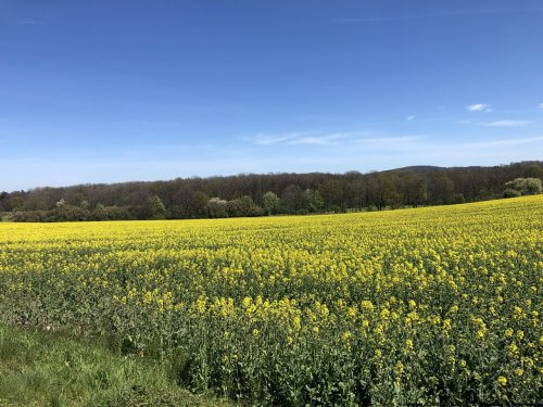 ポーランドの春と花畑の黄色い絨毯
